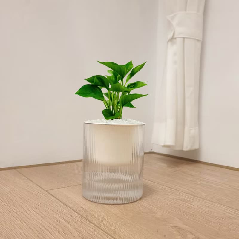 植栽 室內盆栽 黃金葛 懶人盆栽