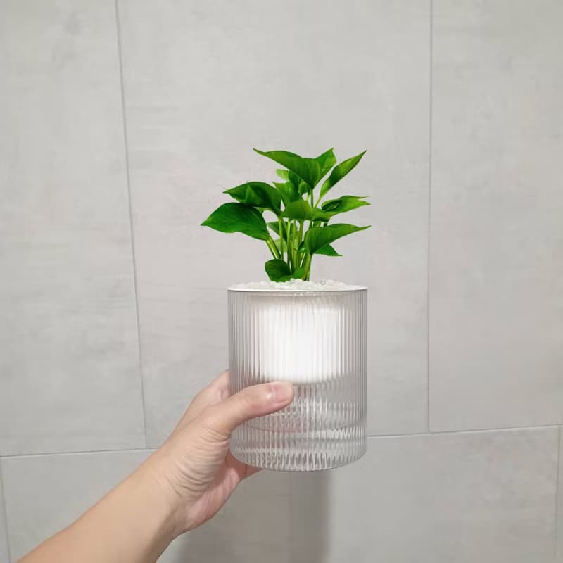 植栽 室內盆栽 黃金葛 懶人盆栽