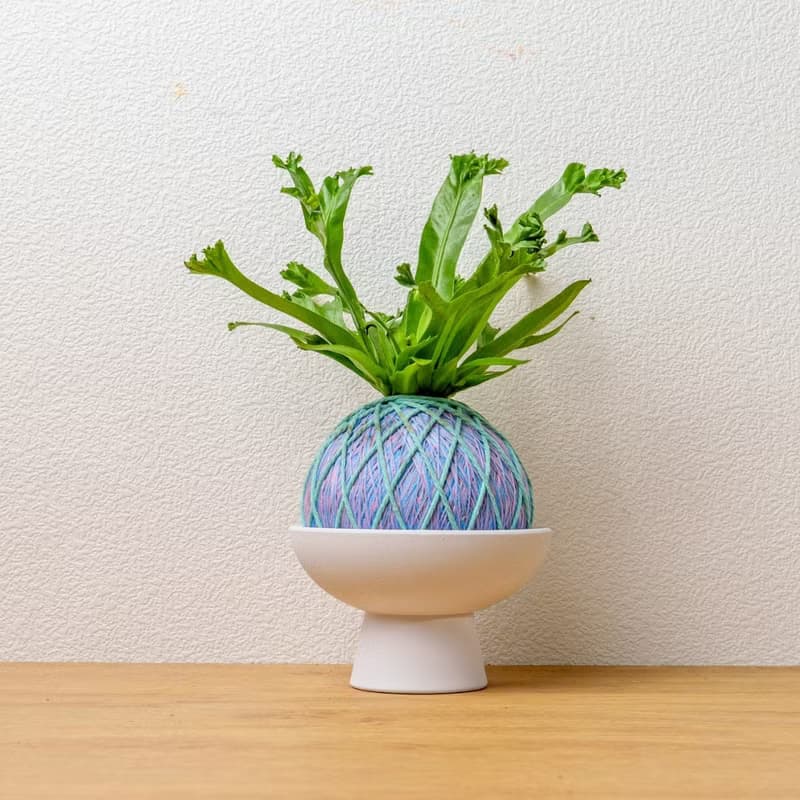 苔球植物 鹿角山蘇粉藍苔球加磨砂高腳缽 苔球 苔玉 禮物