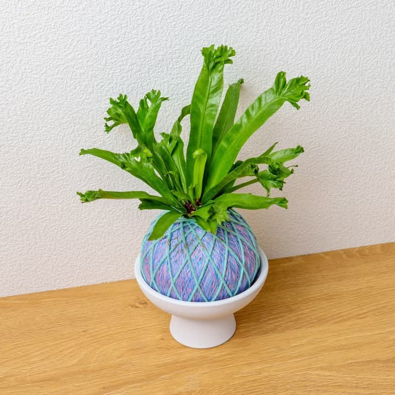 苔球植物 鹿角山蘇粉藍苔球加磨砂高腳缽 苔球 苔玉 禮物