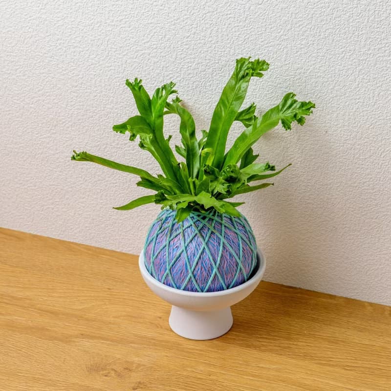 苔球植物 鹿角山蘇粉藍苔球加磨砂高腳缽 苔球 苔玉 禮物