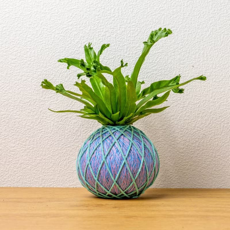 苔球植物 鹿角山蘇粉藍苔球加磨砂高腳缽 苔球 苔玉 禮物