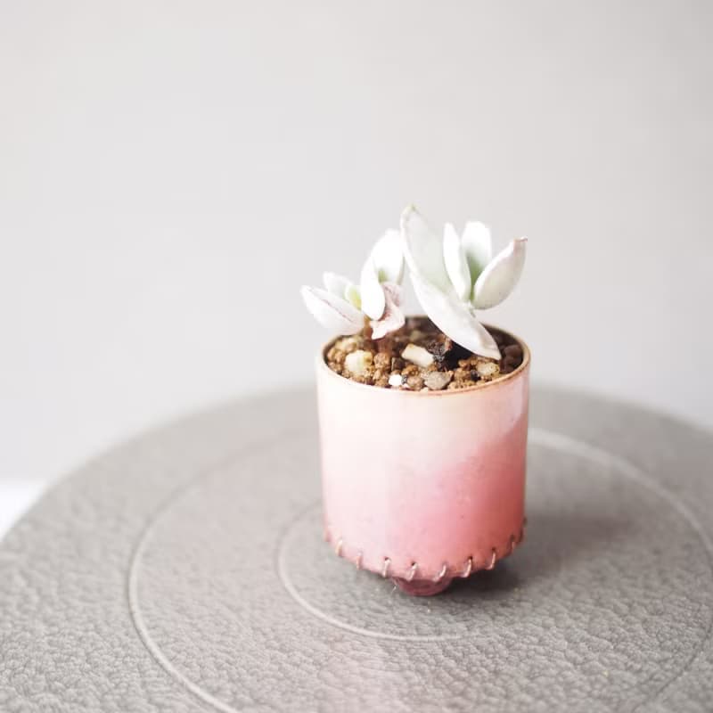 【琺瑯植栽系列-桃夭】  銀波錦  多肉植物 小品盆栽