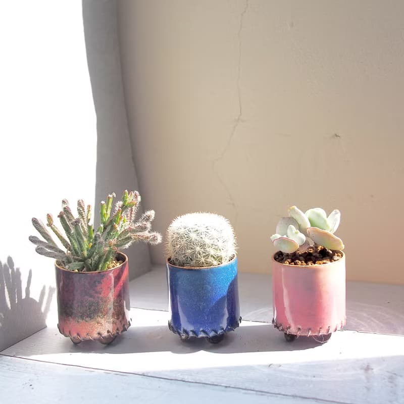 【琺瑯植栽系列-桃夭】  銀波錦  多肉植物 小品盆栽