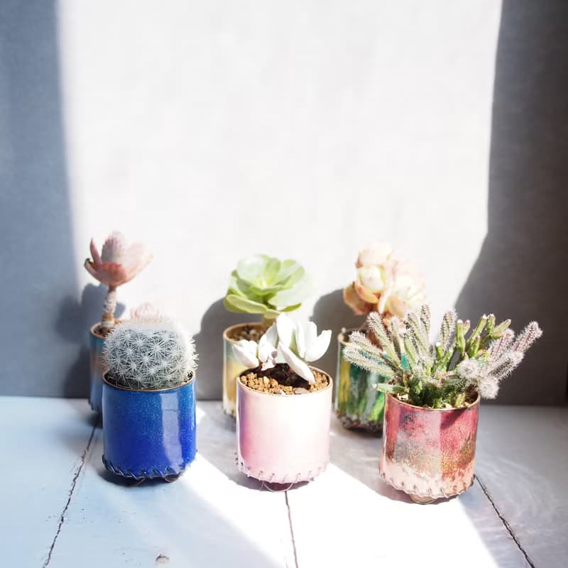 【琺瑯植栽系列-桃夭】  銀波錦  多肉植物 小品盆栽