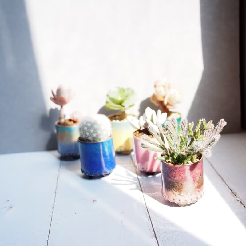 【琺瑯植栽系列-桃夭】  銀波錦  多肉植物 小品盆栽