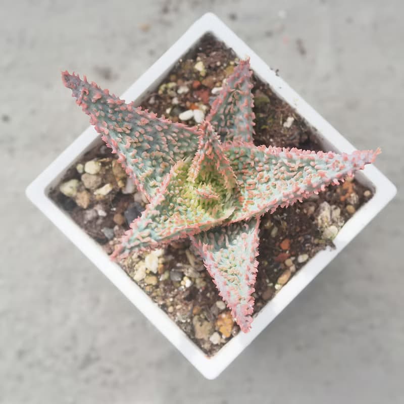 【荳荳多肉】【聖誕卡羅】喬遷│送禮│升遷│多肉植物