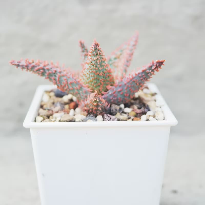 【荳荳多肉】【聖誕卡羅】喬遷│送禮│升遷│多肉植物