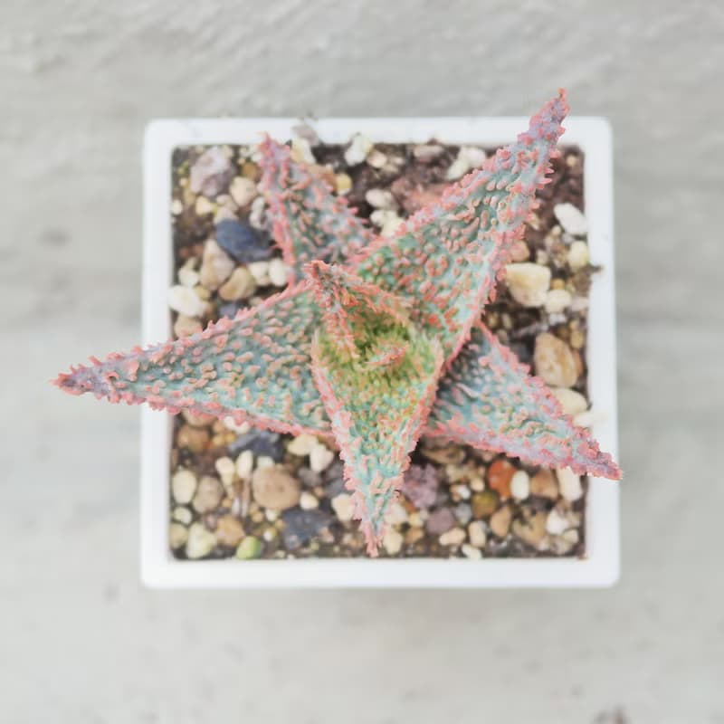 【荳荳多肉】【聖誕卡羅】喬遷│送禮│升遷│多肉植物