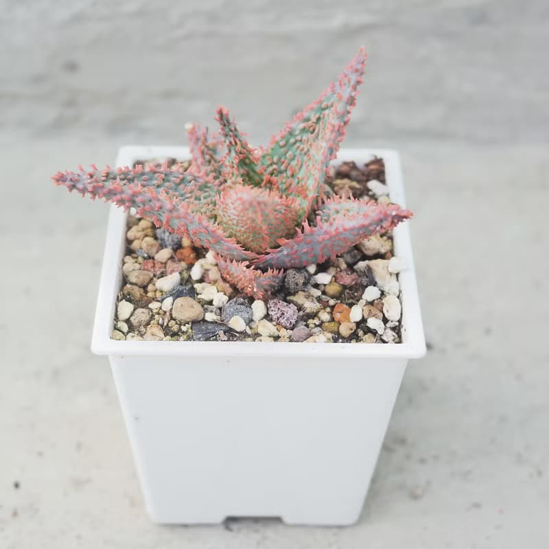 【荳荳多肉】【聖誕卡羅】喬遷│送禮│升遷│多肉植物