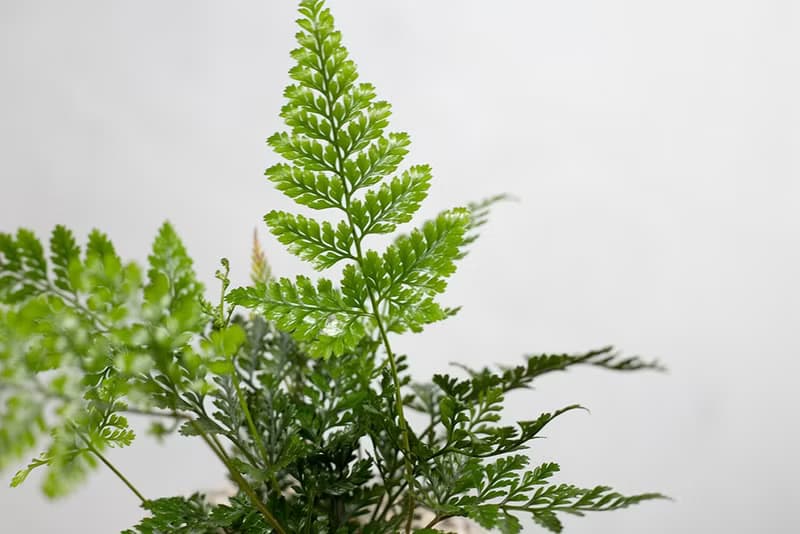 【室內盆栽】兔腳蕨 盆栽 觀葉植物 開幕送禮 升遷送禮 喬遷