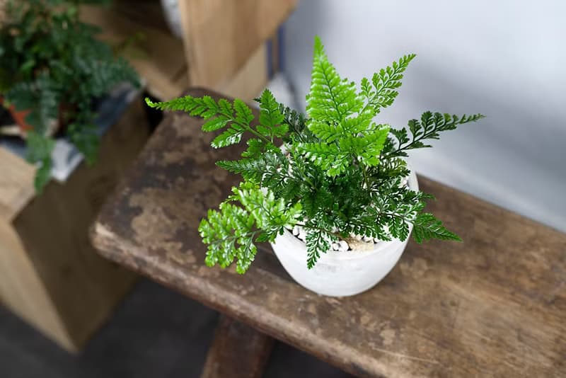 【室內盆栽】兔腳蕨 盆栽 觀葉植物 開幕送禮 升遷送禮 喬遷