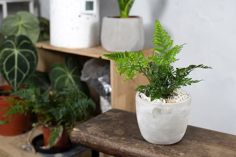 【室內盆栽】兔腳蕨 盆栽 觀葉植物 開幕送禮 升遷送禮 喬遷