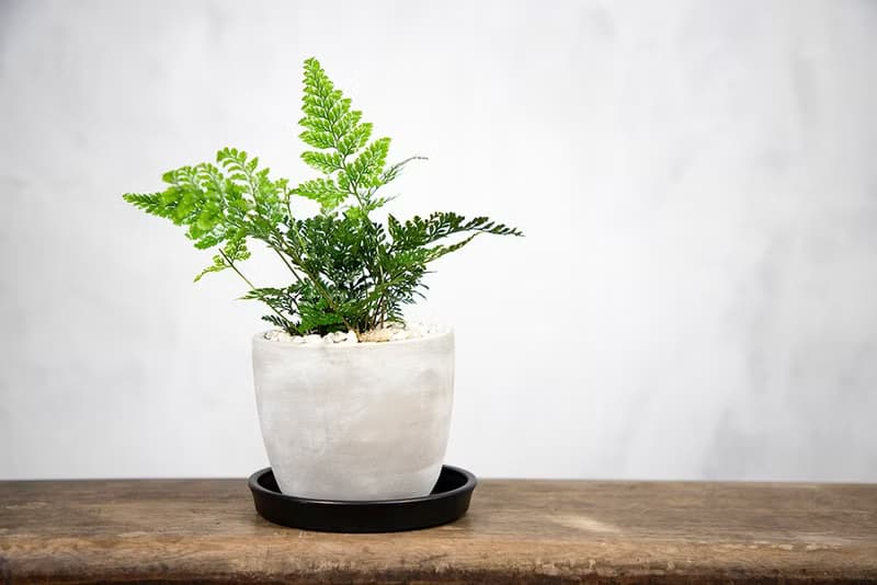 【室內盆栽】兔腳蕨 盆栽 觀葉植物 開幕送禮 升遷送禮 喬遷