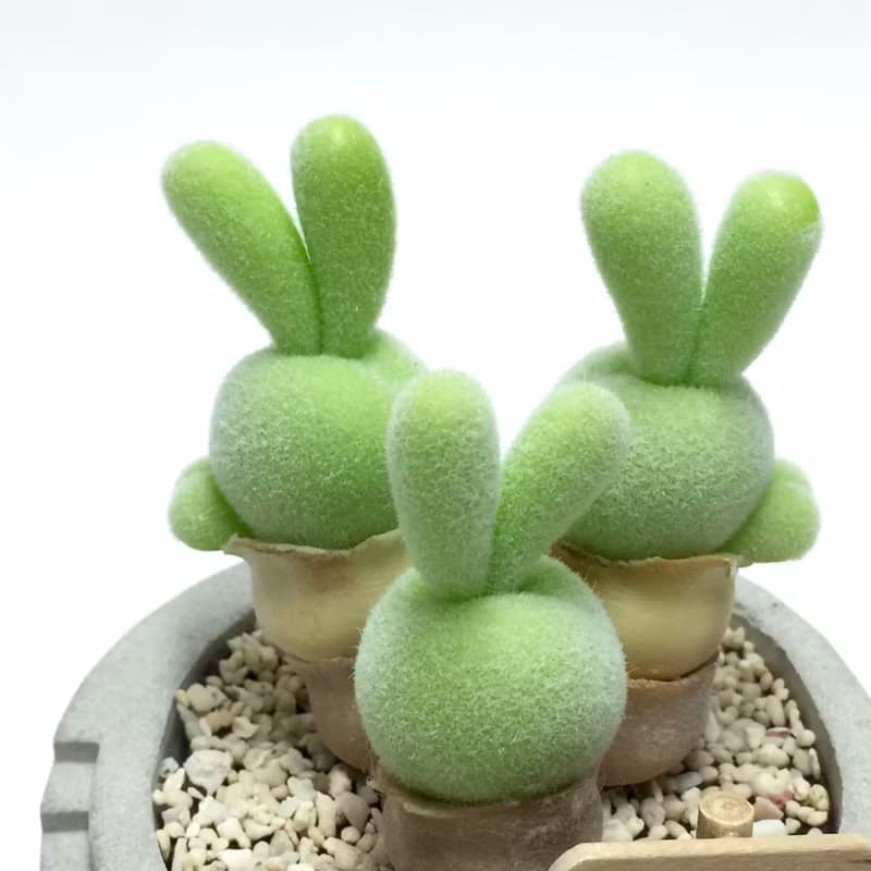 仿生黏土多肉植物 碧光環