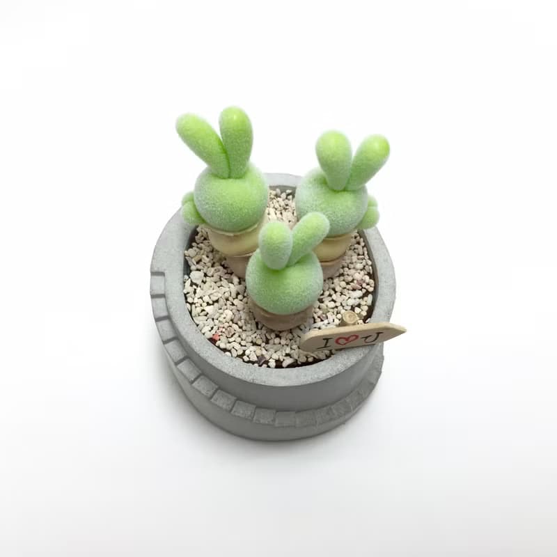 仿生黏土多肉植物 碧光環