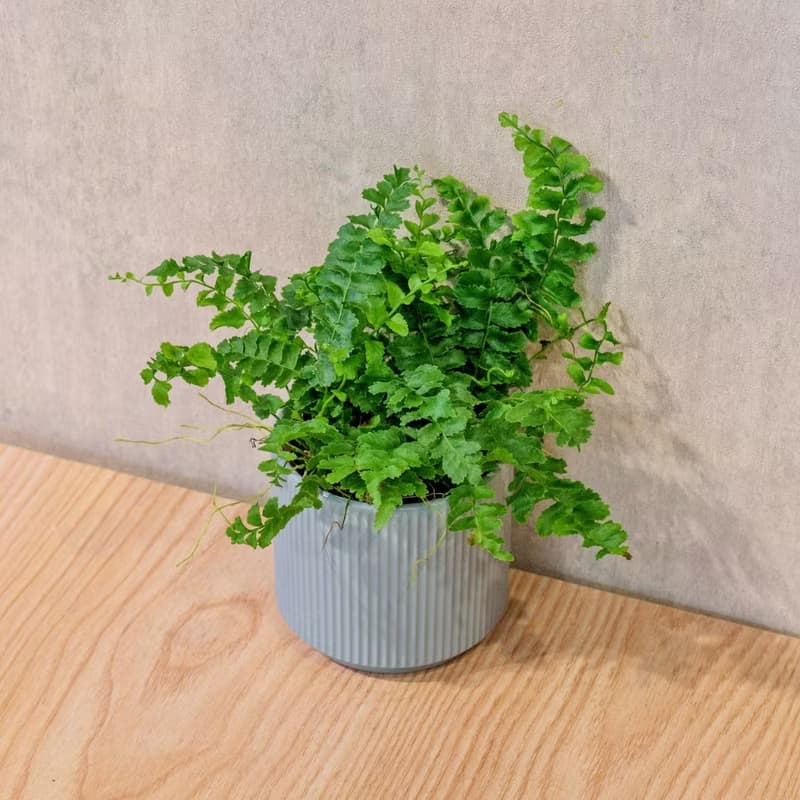 澎澎蕨 莫蘭迪色系直紋陶盆 室內植物 觀葉植物 禮物 盆栽