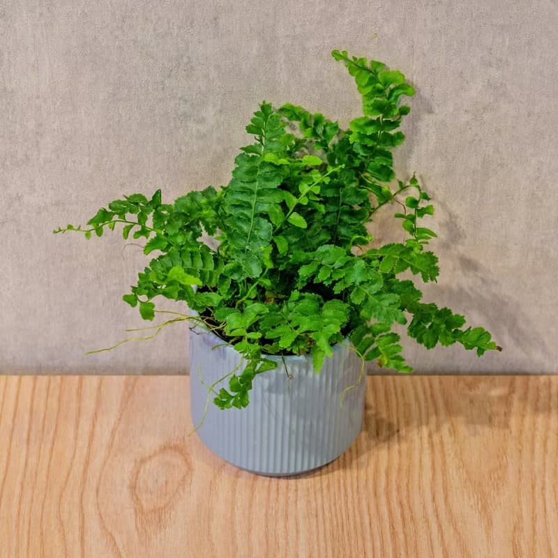 澎澎蕨 莫蘭迪色系直紋陶盆 室內植物 觀葉植物 禮物 盆栽