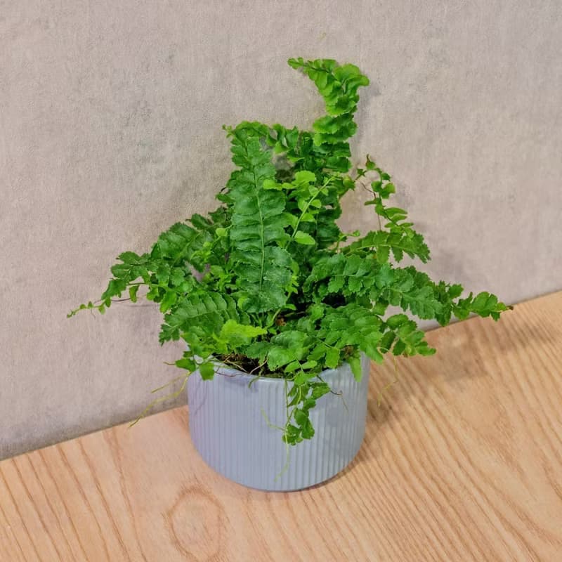 澎澎蕨 莫蘭迪色系直紋陶盆 室內植物 觀葉植物 禮物 盆栽