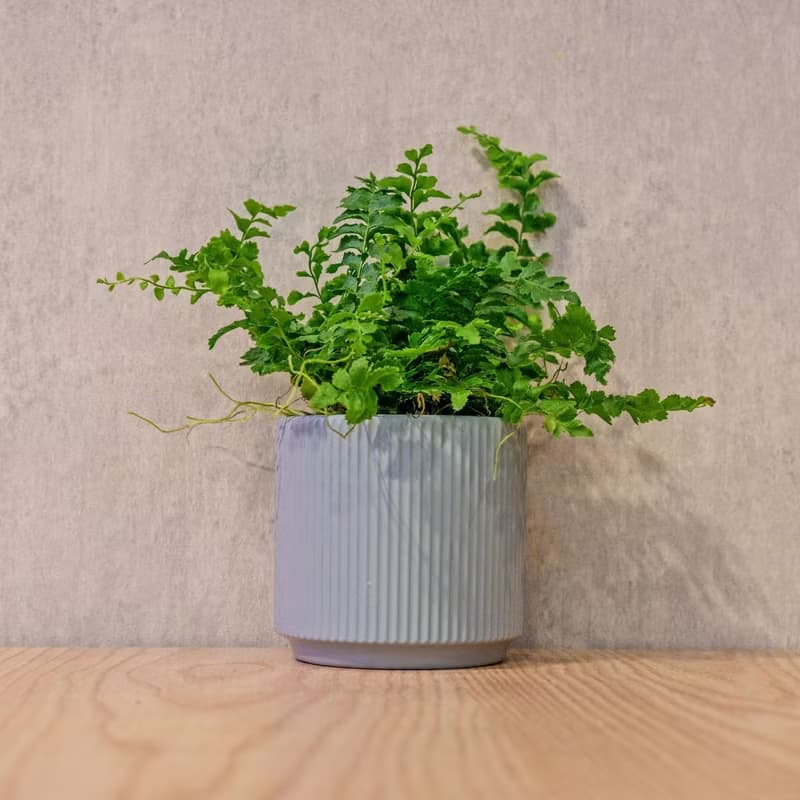澎澎蕨 莫蘭迪色系直紋陶盆 室內植物 觀葉植物 禮物 盆栽