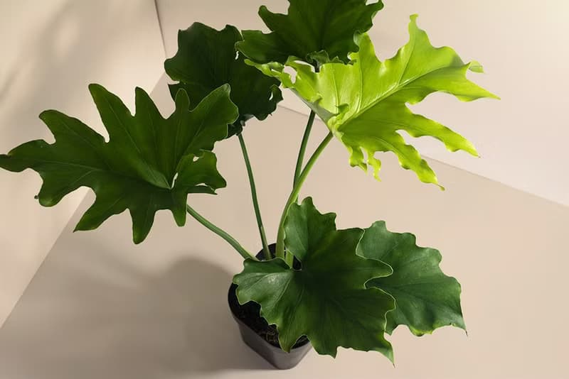 Philodendron 小天使蔓綠絨_室內植栽