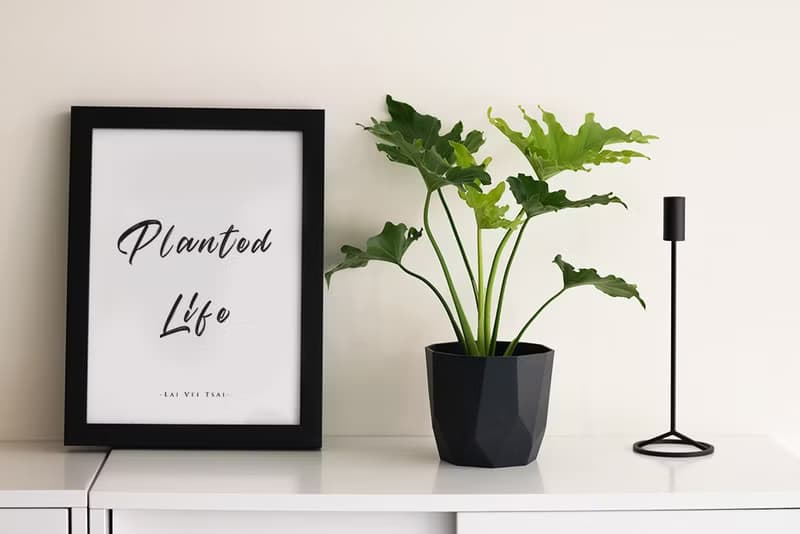 Philodendron 小天使蔓綠絨_室內植栽