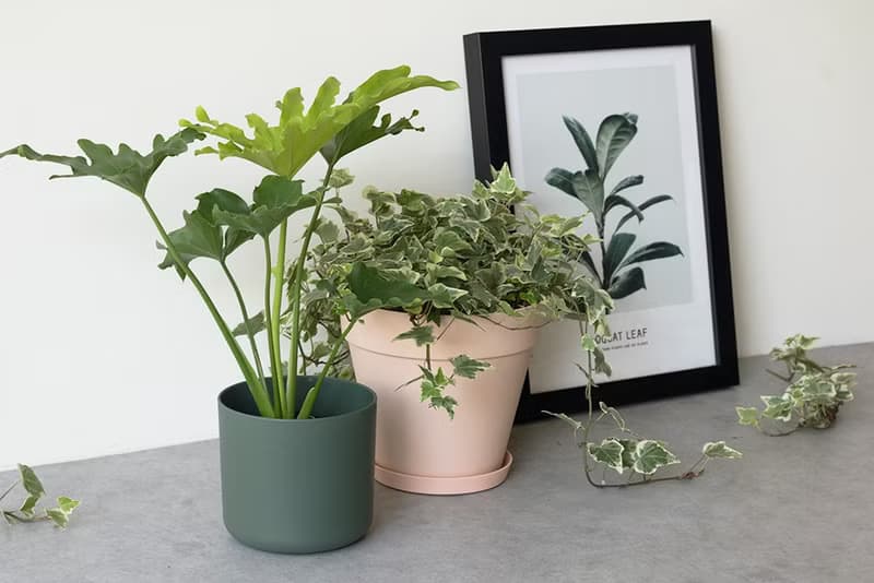 Philodendron 小天使蔓綠絨_室內植栽