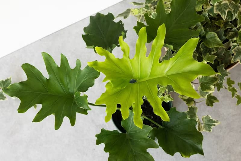Philodendron 小天使蔓綠絨_室內植栽