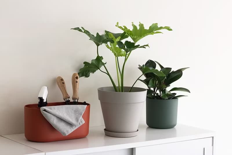 Philodendron 小天使蔓綠絨_室內植栽