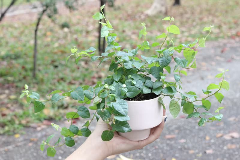 土培植栽│薜荔_室內植物 辦公室盆栽 店內布置 送禮