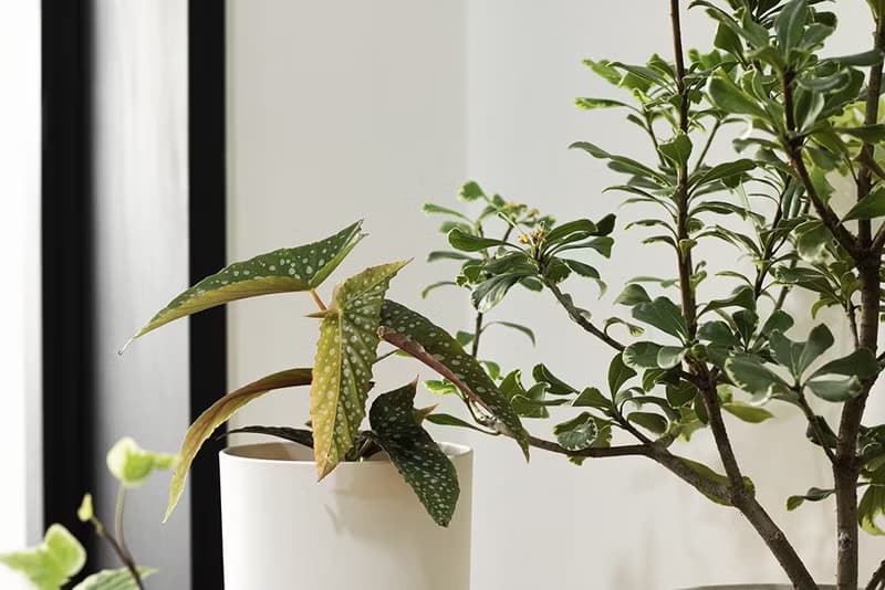 White ice 小星點_室內植栽
