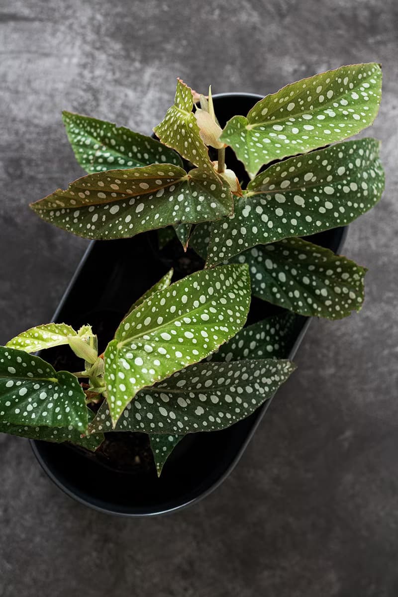 White ice 小星點_室內植栽