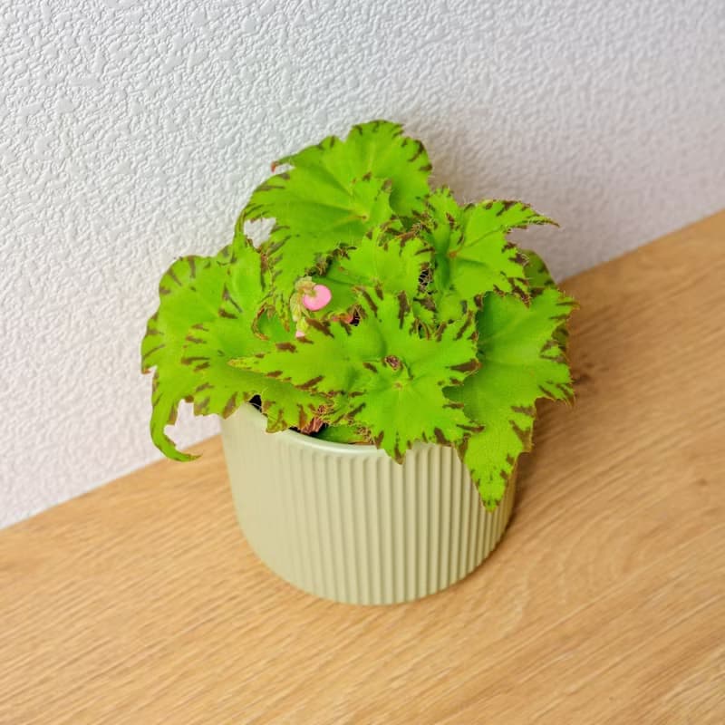 睫毛海棠 莫蘭迪色系直紋陶盆 室內植物 觀葉植物 禮物 盆栽