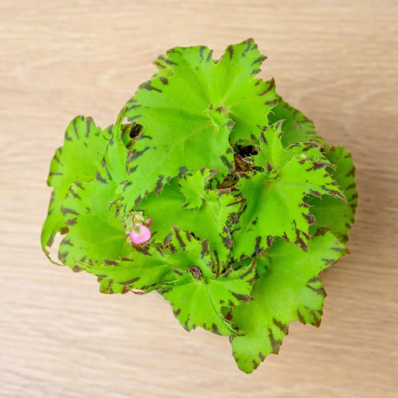 睫毛海棠 莫蘭迪色系直紋陶盆 室內植物 觀葉植物 禮物 盆栽
