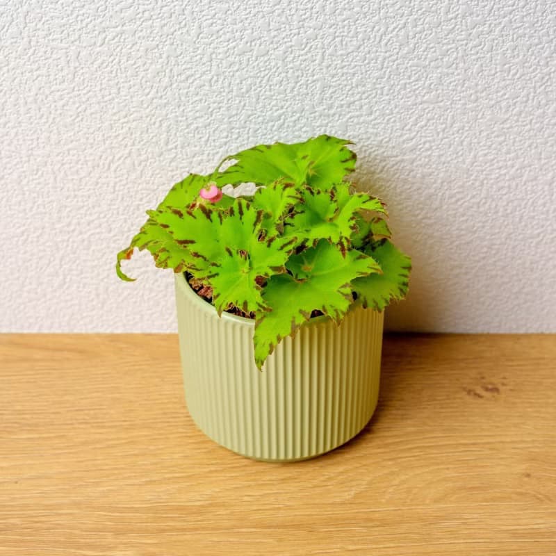 睫毛海棠 莫蘭迪色系直紋陶盆 室內植物 觀葉植物 禮物 盆栽