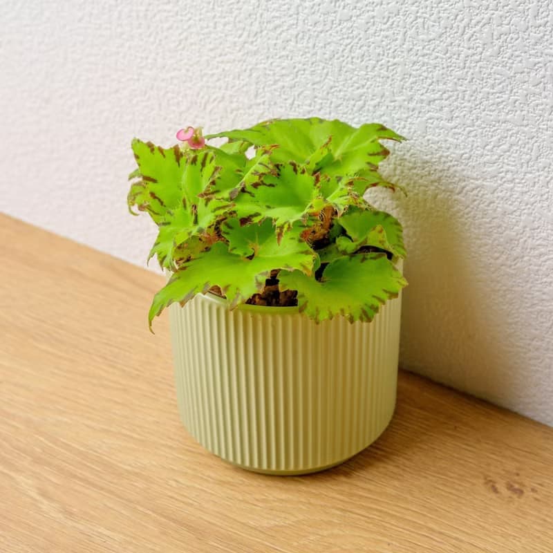 睫毛海棠 莫蘭迪色系直紋陶盆 室內植物 觀葉植物 禮物 盆栽