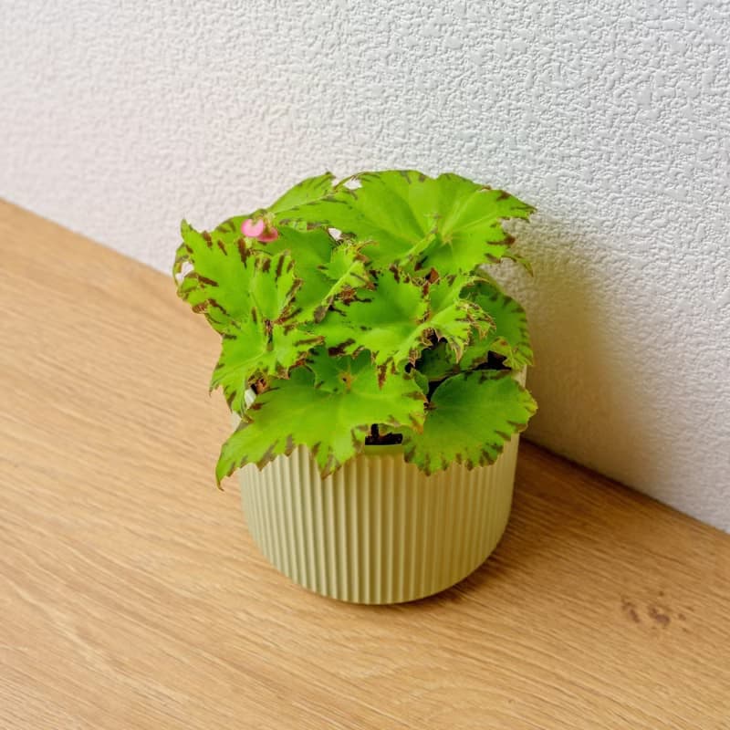 睫毛海棠 莫蘭迪色系直紋陶盆 室內植物 觀葉植物 禮物 盆栽