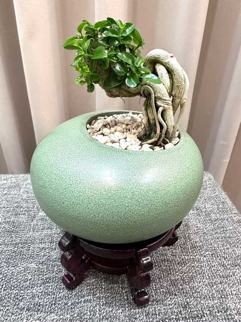 【壽娘子】盆景 鹿角蕨 開幕送禮 室內植物 植物上板 造景