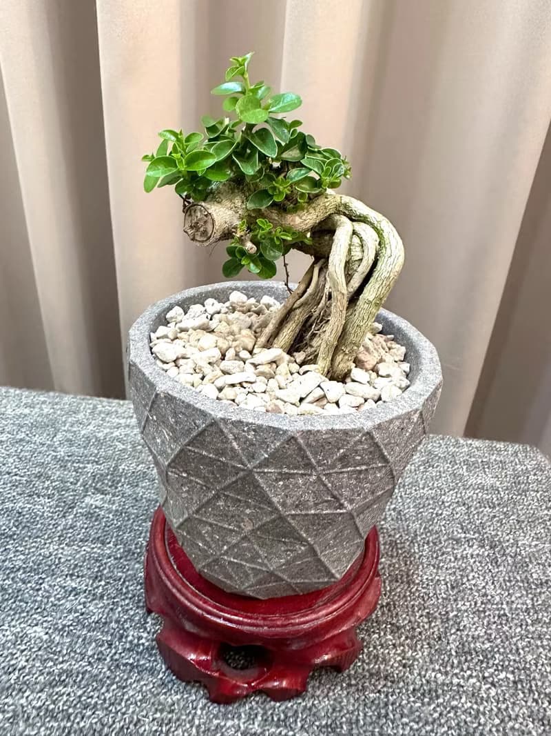 【壽娘子】盆景 鹿角蕨 開幕送禮 室內植物 植物上板 造景
