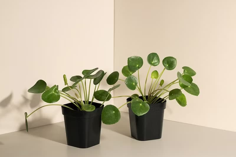Pilea peperomioides 小鏡面草