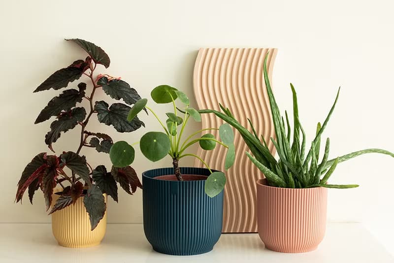 Pilea peperomioides 小鏡面草