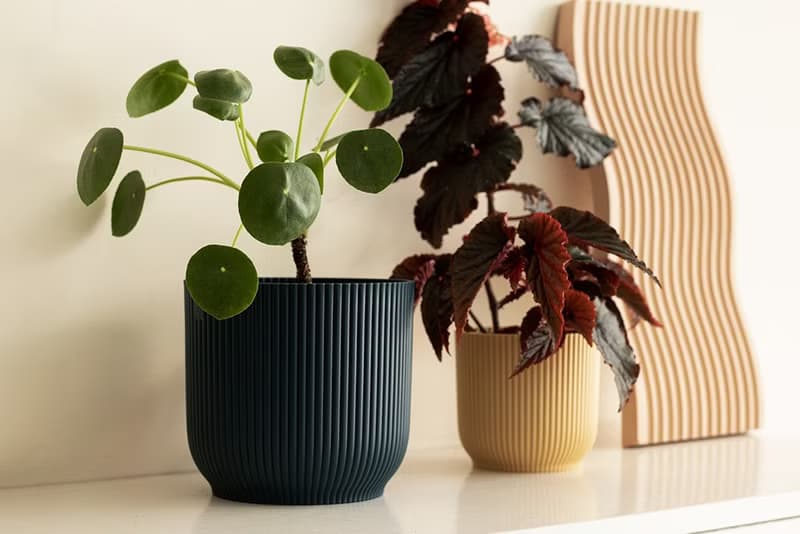Pilea peperomioides 小鏡面草