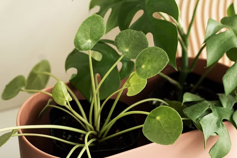 Pilea peperomioides 小鏡面草