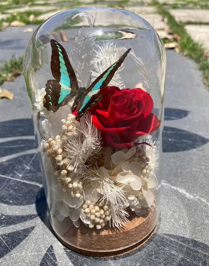 蝴蝶標本玻璃盅-青鳳凰/七夕情人節/乾燥花/生態瓶/鳳蝶/父親節