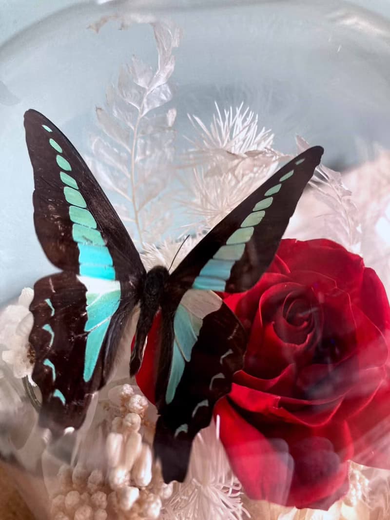 蝴蝶標本玻璃盅-青鳳凰/七夕情人節/乾燥花/生態瓶/鳳蝶/父親節