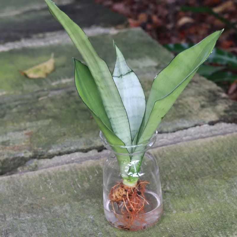 水培植栽│銀后虎尾蘭_室內植物 辦公室盆栽 店內擺設 植栽盆栽