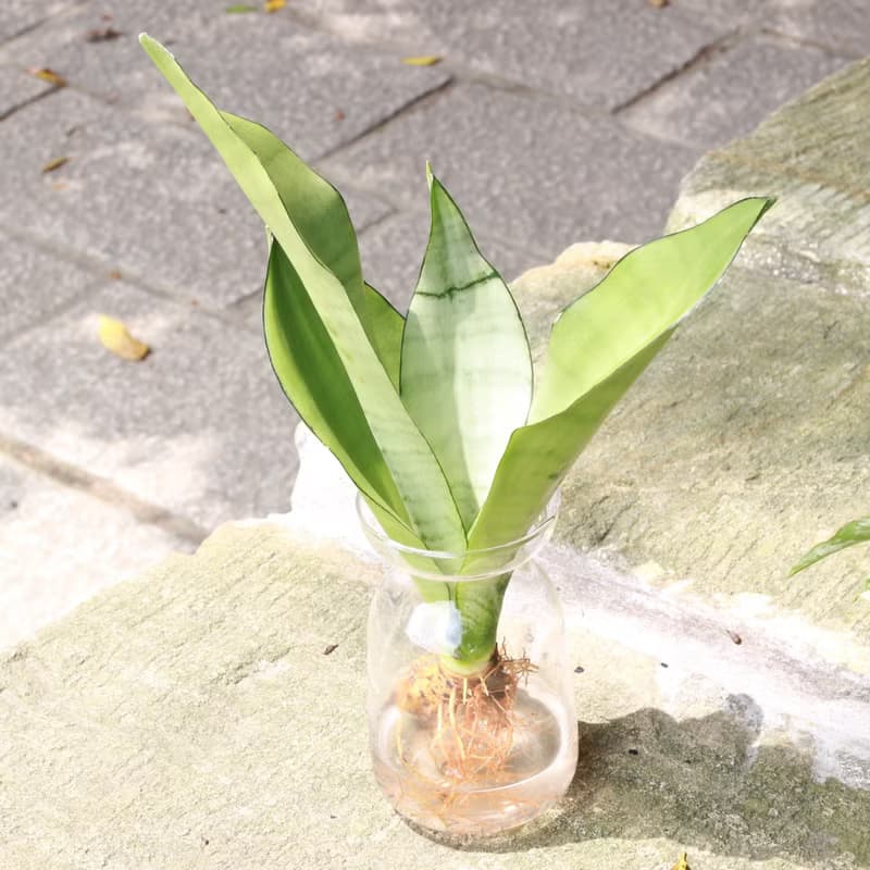 水培植栽│銀后虎尾蘭_室內植物 辦公室盆栽 店內擺設 植栽盆栽