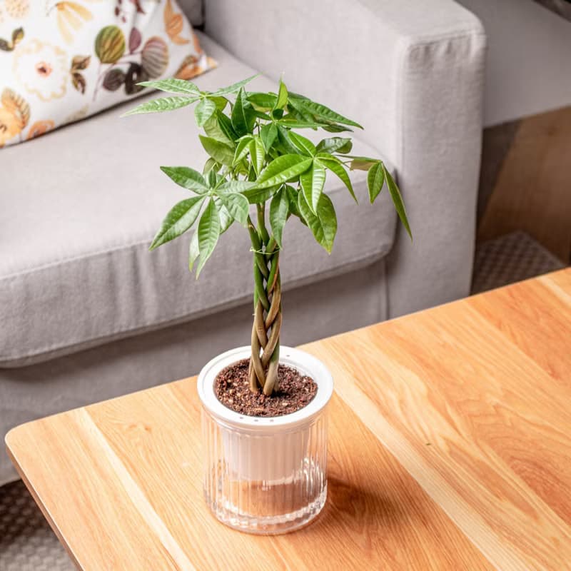 馬拉巴栗植栽 發財樹 免澆水盆栽 室內植物 觀葉植物 辦公室小物