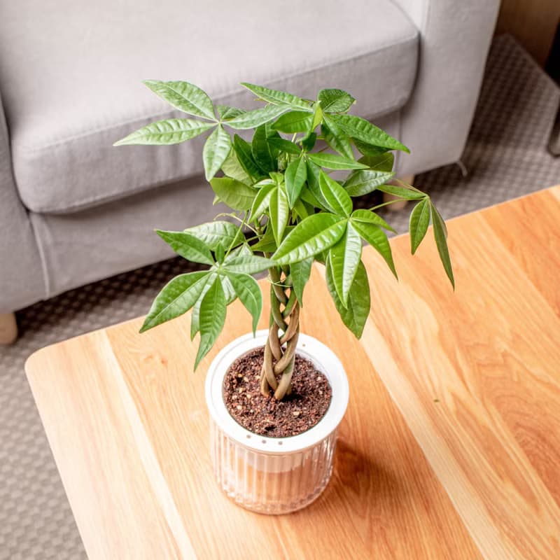 馬拉巴栗植栽 發財樹 免澆水盆栽 室內植物 觀葉植物 辦公室小物