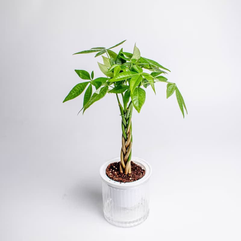 馬拉巴栗植栽 發財樹 免澆水盆栽 室內植物 觀葉植物 辦公室小物